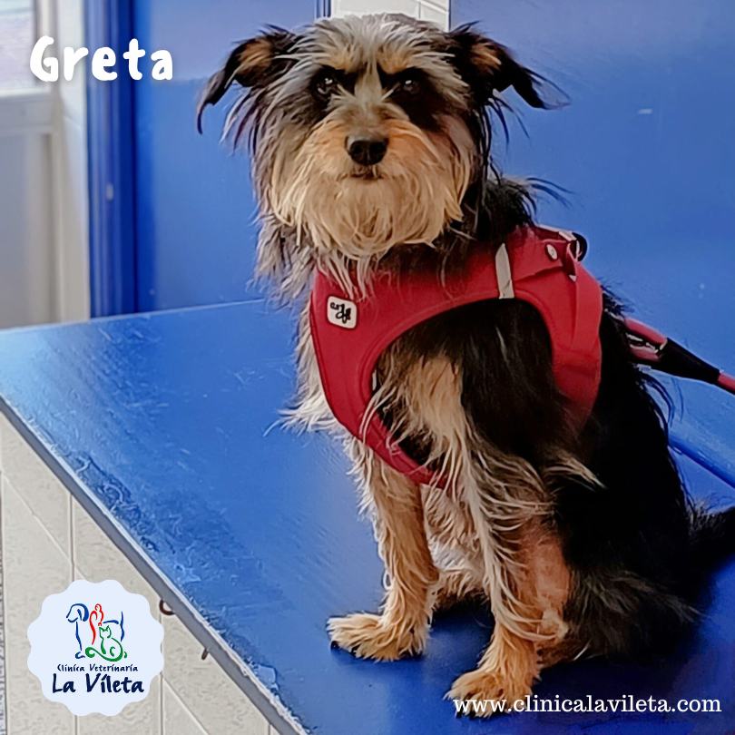 Greta, veterinarias palma mallorca