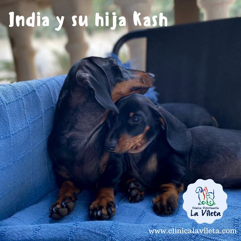 India y Kash, veterinarias palma mallorca
