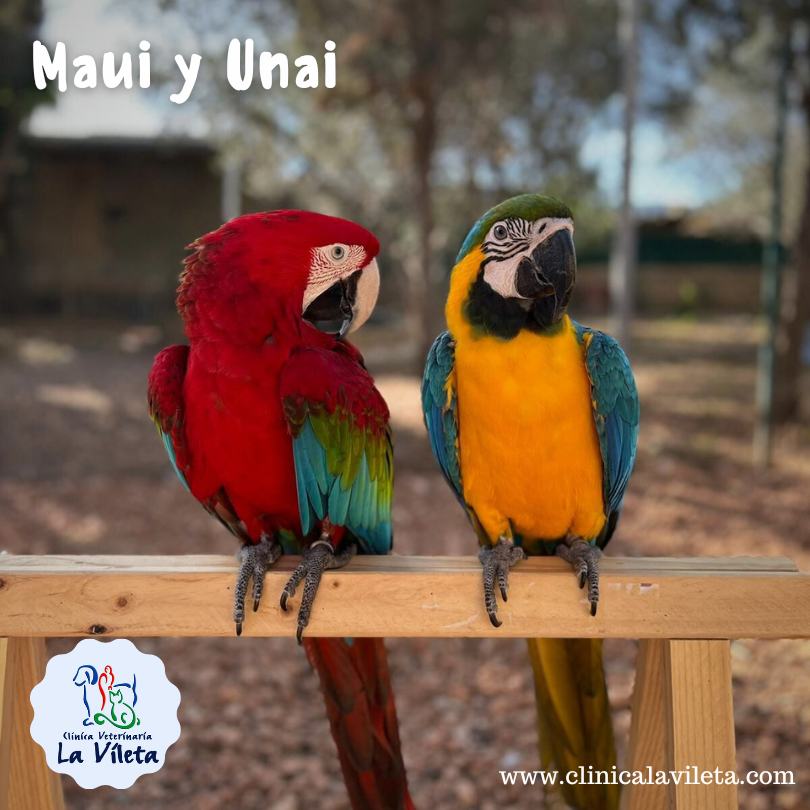 Maui y Unai, , veterinarias aves palma mallorca
