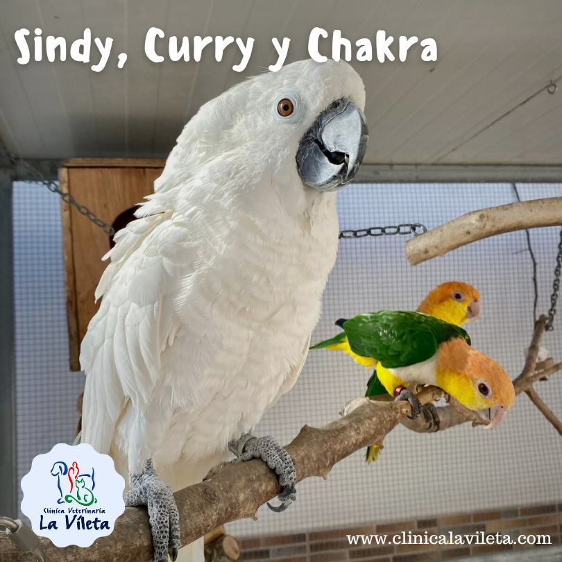 Sindy, Curry y chakra, veterinarias palma mallorca