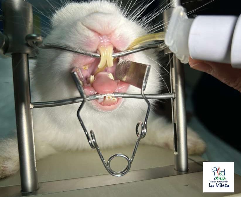 Tratamiento de enfermedad dental en un conejo
